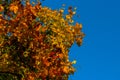 Beautiful autumn maple with red, orange, yellow and green leaves Ã¢â¬â a fragment of a tree on the background of a clear blue sky Royalty Free Stock Photo